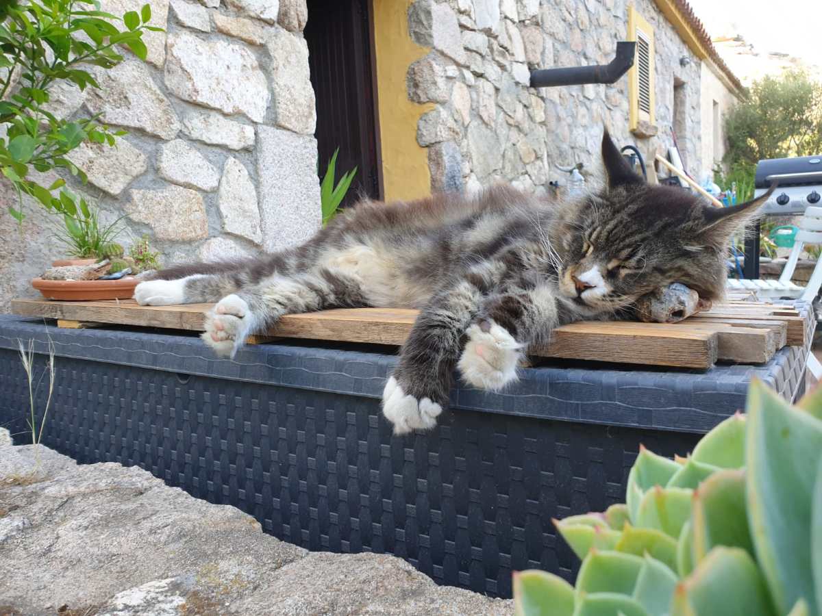 Ferienwohnung an der Costa Smeralda – Ruhe und Natur pur&nbsp;🌿🏡
