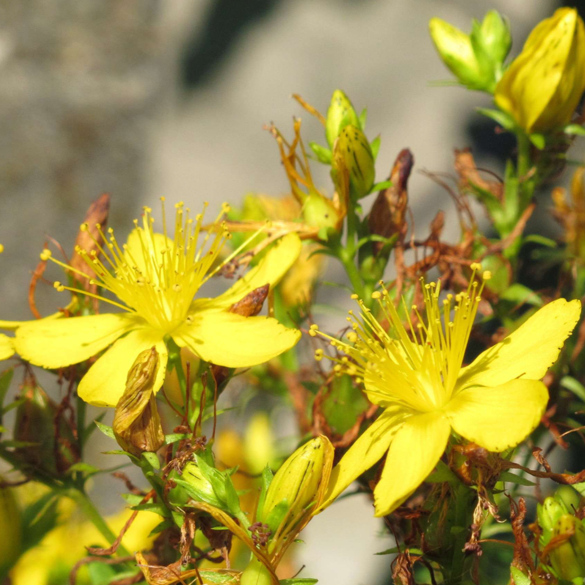 Taucht ein in die magische Welt der sardischen Kräuter – eine Entdeckungstour voller Düfte und Heilkräfte&nbsp;🌿✨