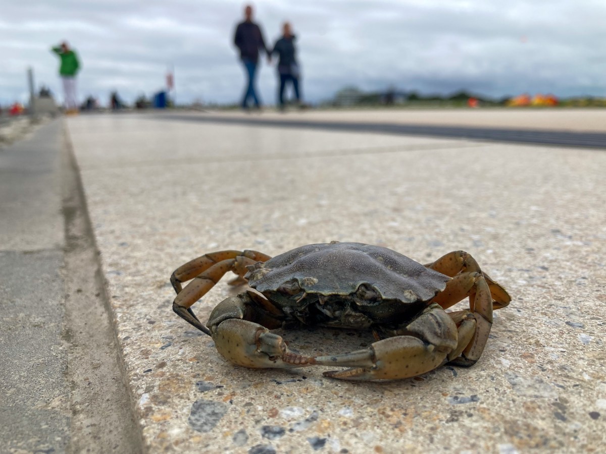 Deutschland, Ostfriesland